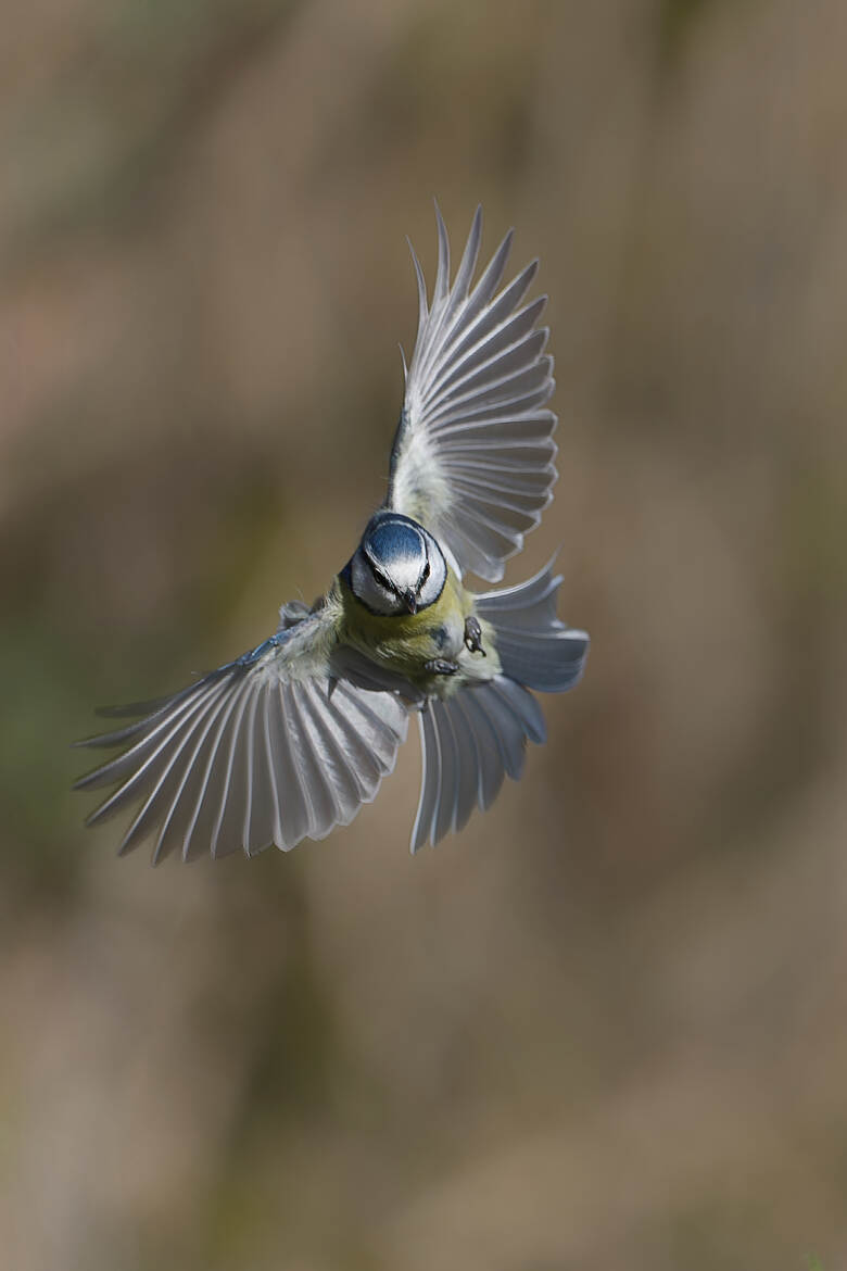 A la manière d'un rapace