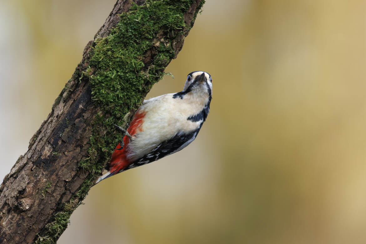 Pic sur son nid-de-pie