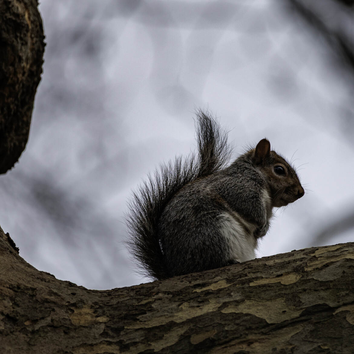 a la recherche de la noisette