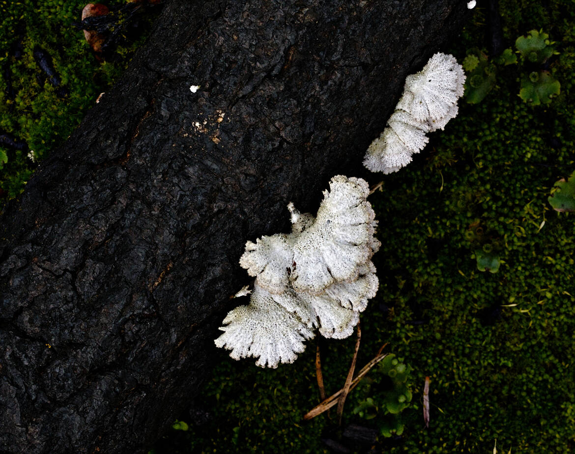 Après l'incendie, le retour de la vie (6)