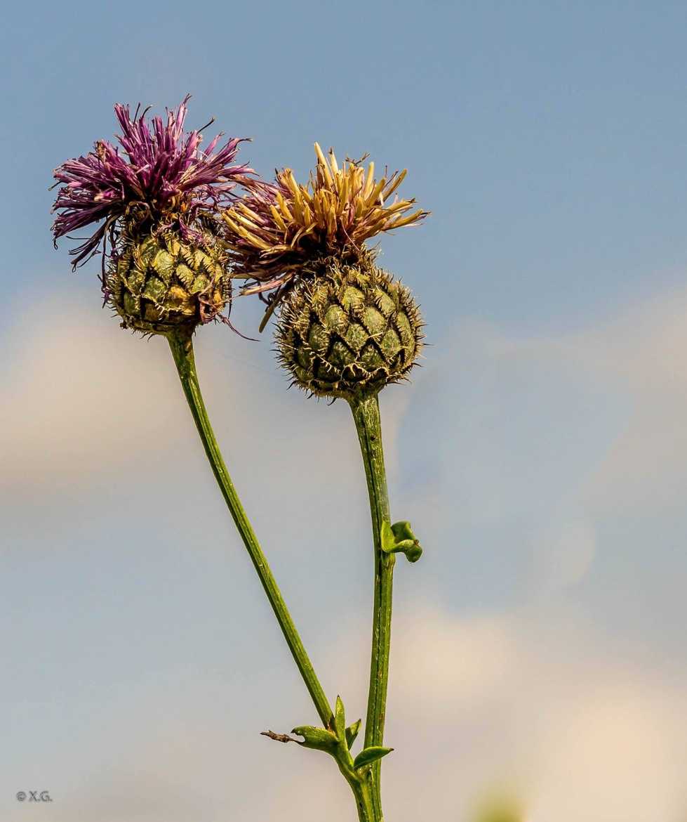 Couple de fleurs huppées