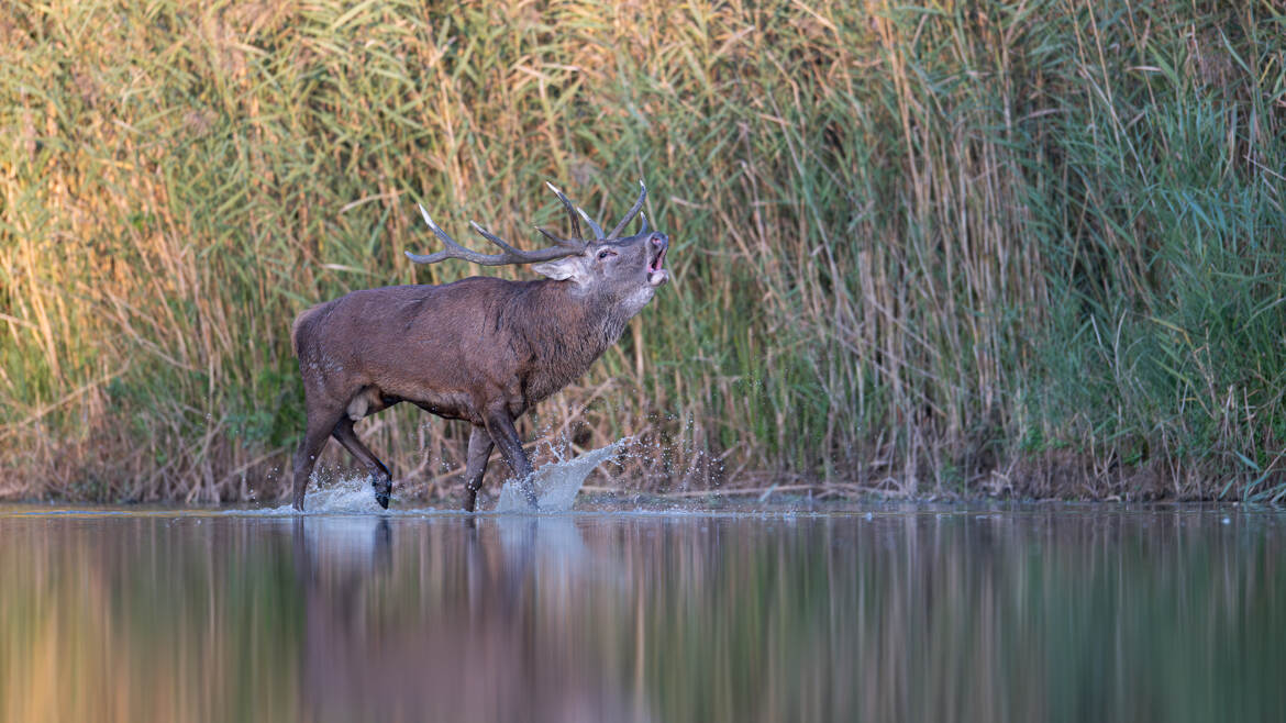 Bourré de testostérone