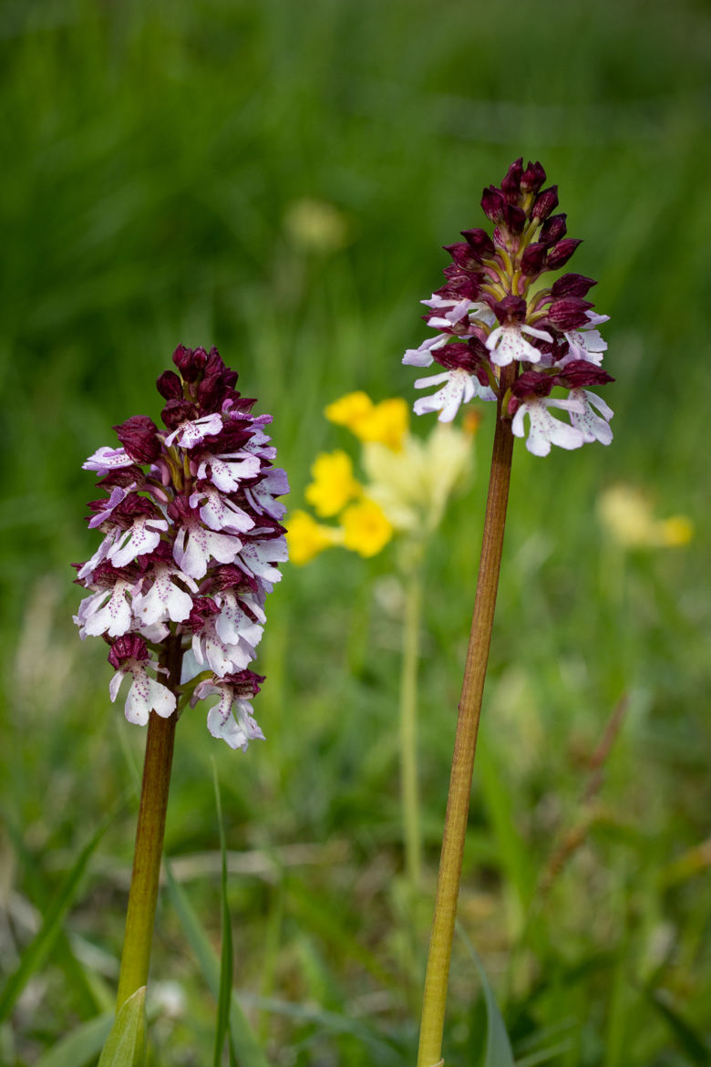 Duo orchidophile