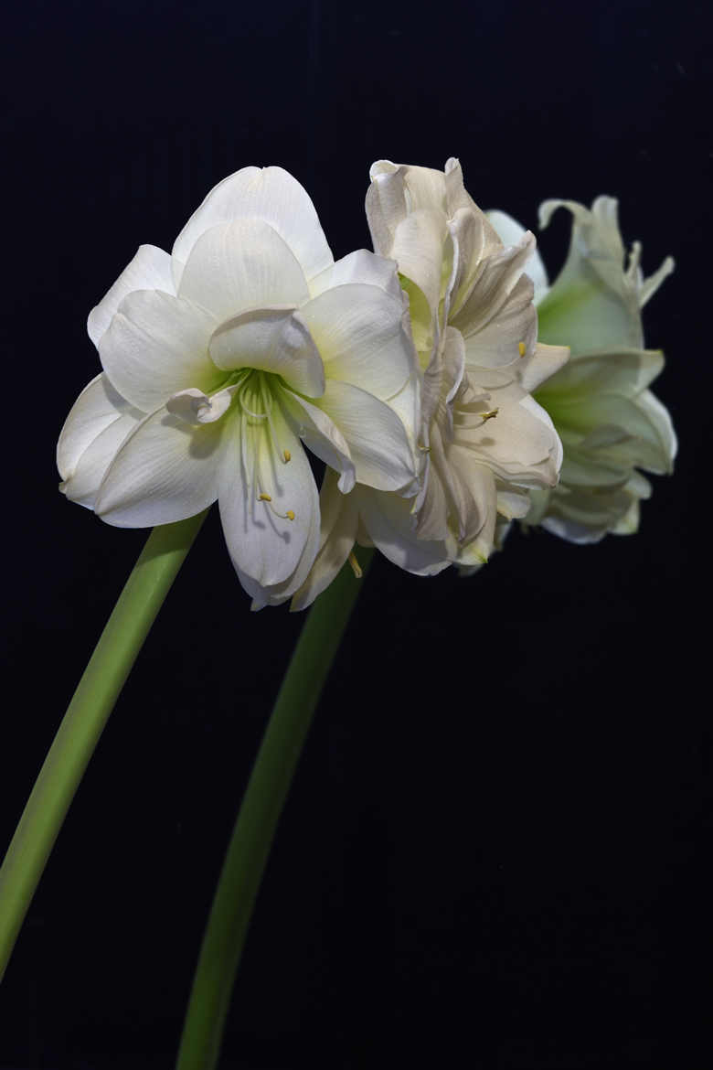 amaryllis