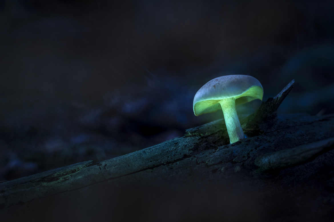 Le champignon...magique