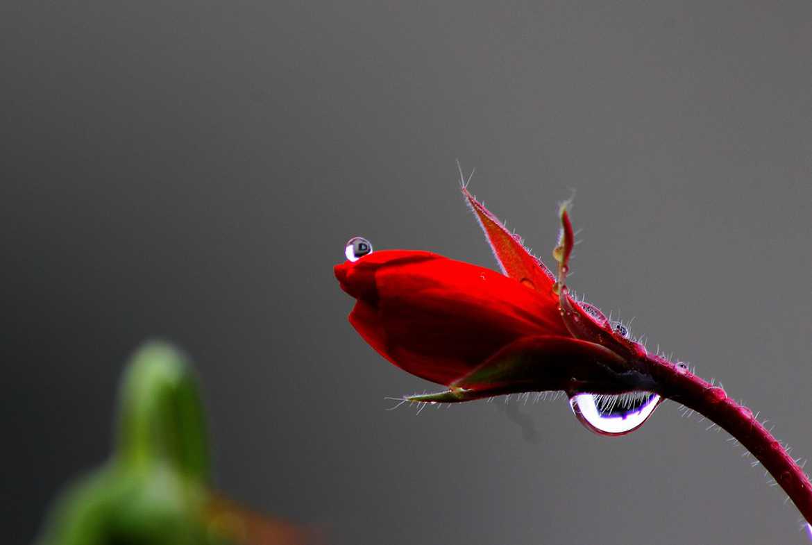 Concours Photo - Rouge - après la pluie par Isabo