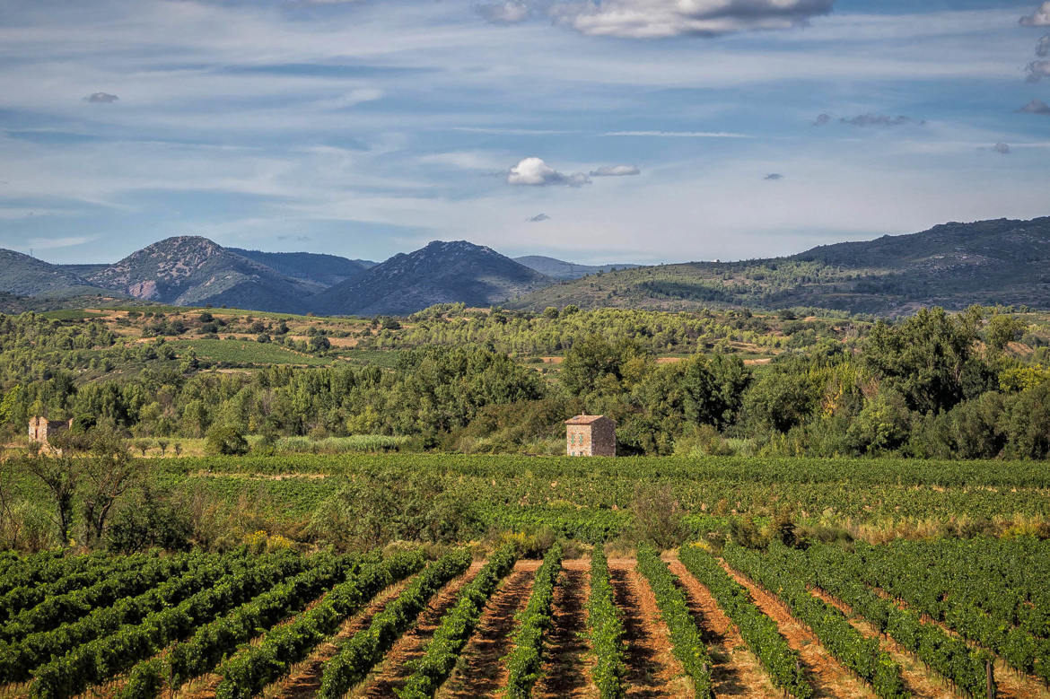 Vignobles et collines