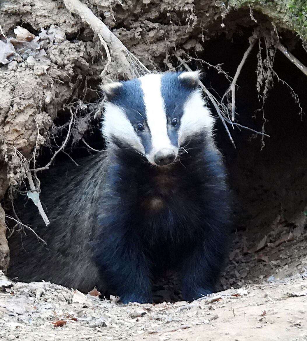 il y a dans les yeux des animaux sauvage comme une verite