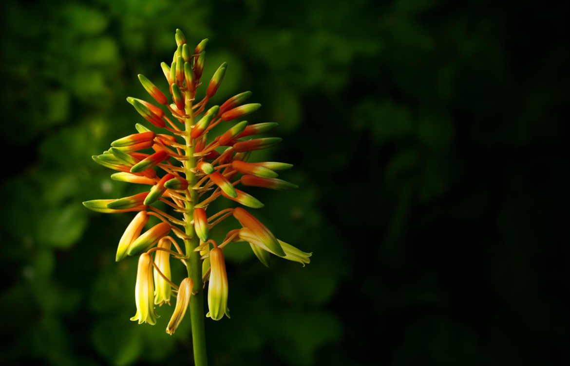 Aloe