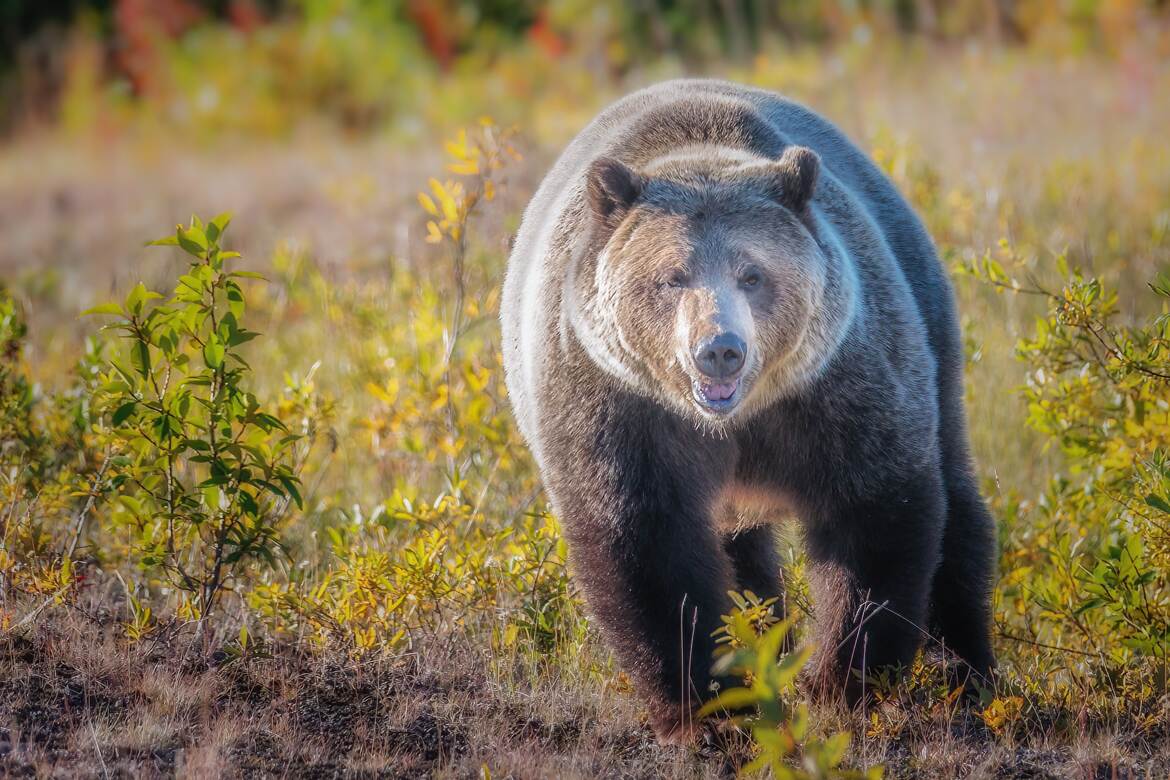 Sur le chemin du grizzly
