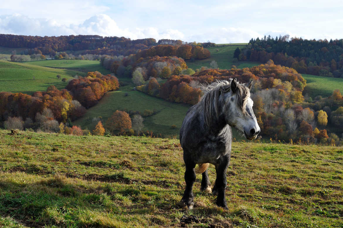 Percheron