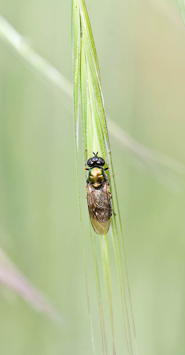 Chloromyie agréable