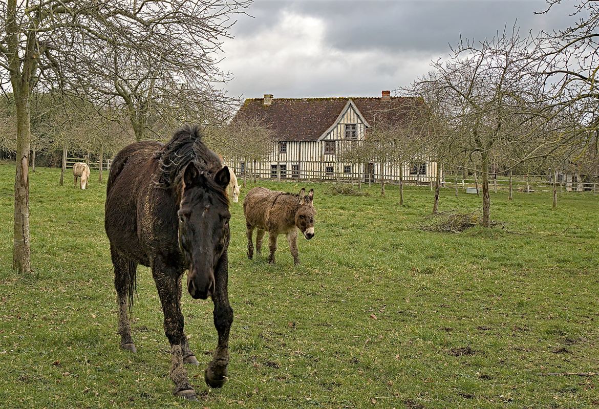 Gentil le cheval !...