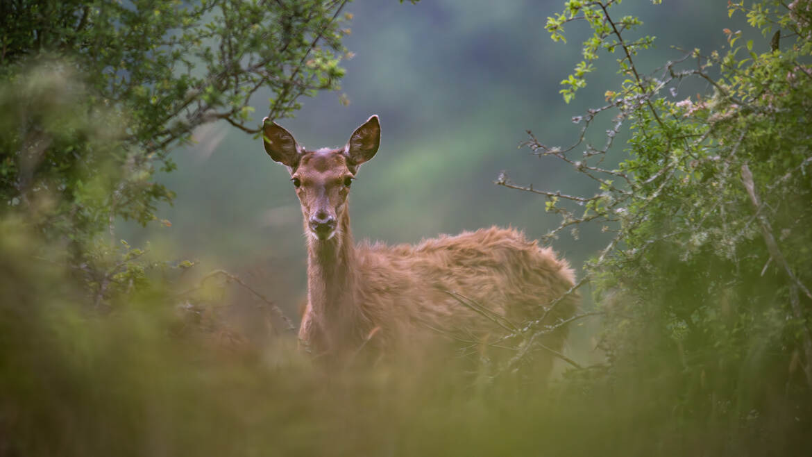 Façon David Hamilton