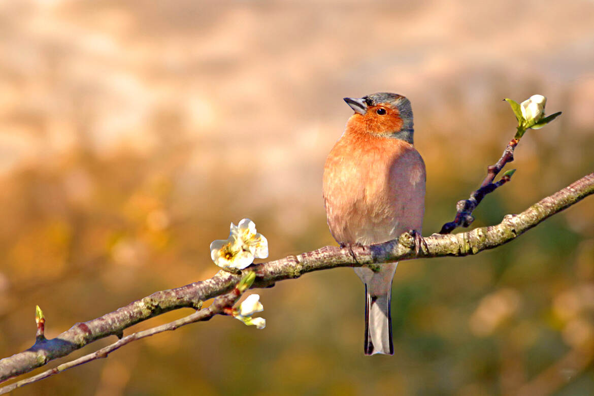 Le pinson des arbres
