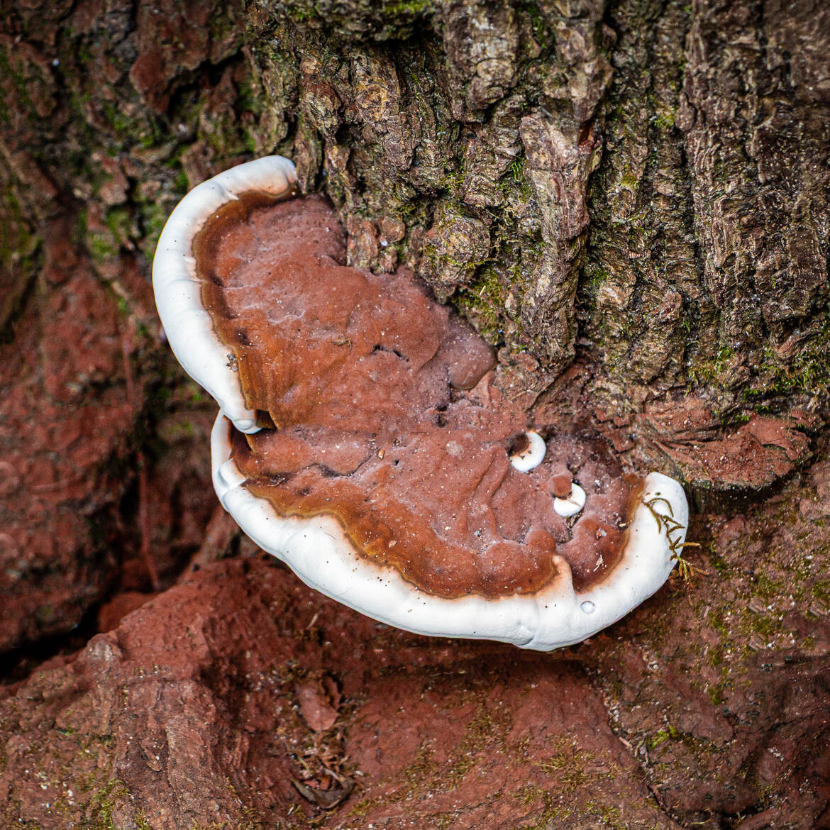 T'as d'beaux yeux tu sais