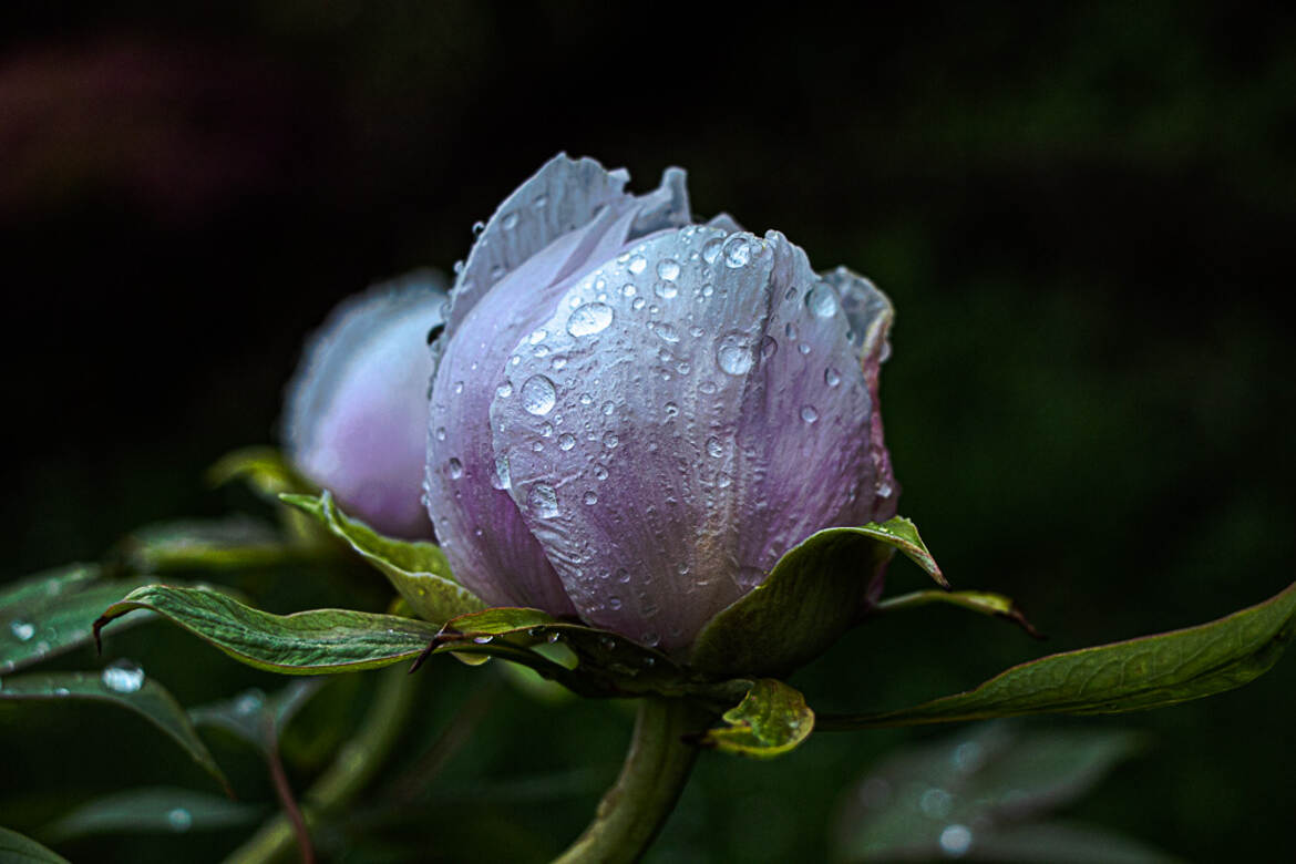 pluie et pivoine