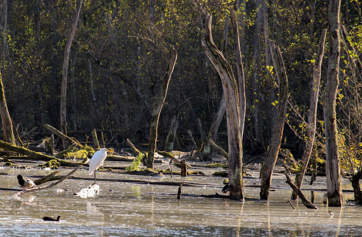 petite aigrette