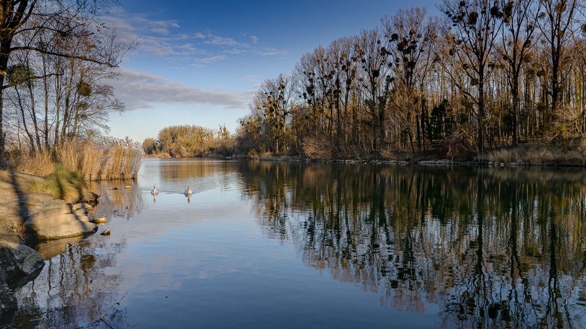 La gouille