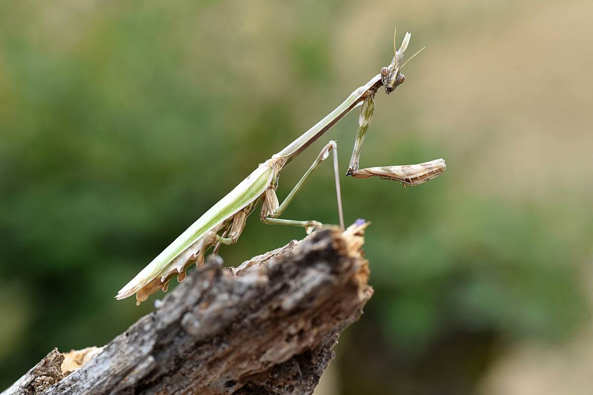 L' empuse prend la pose !