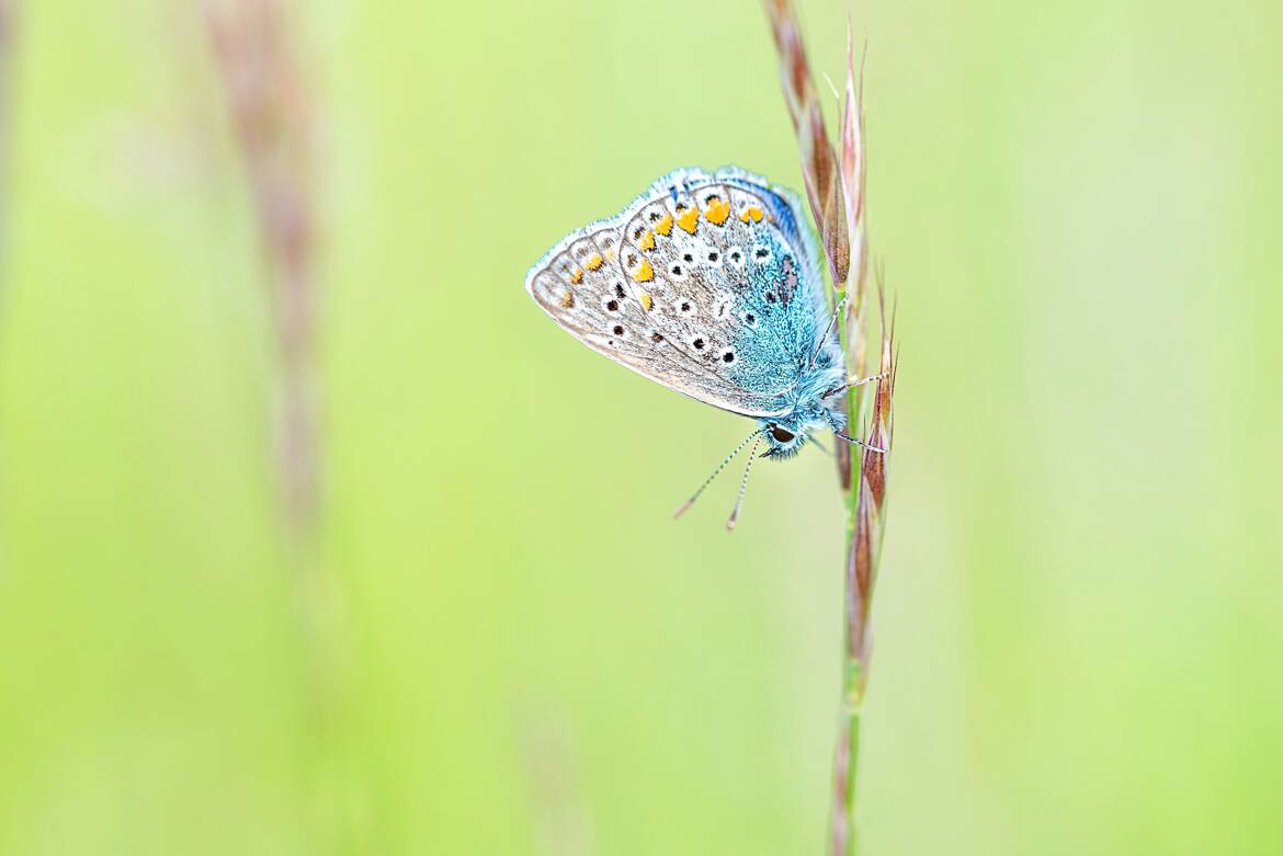 Beauté printanière (2)