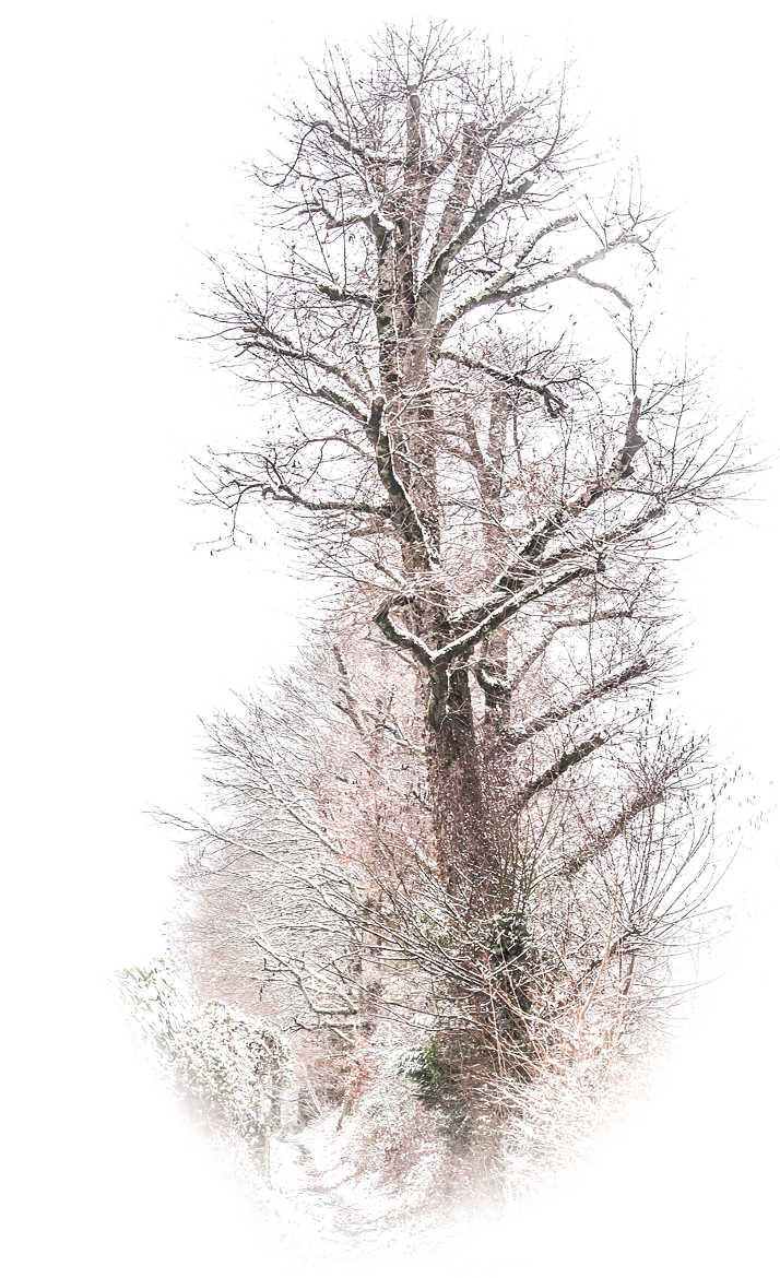 Auprès de mon arbre...