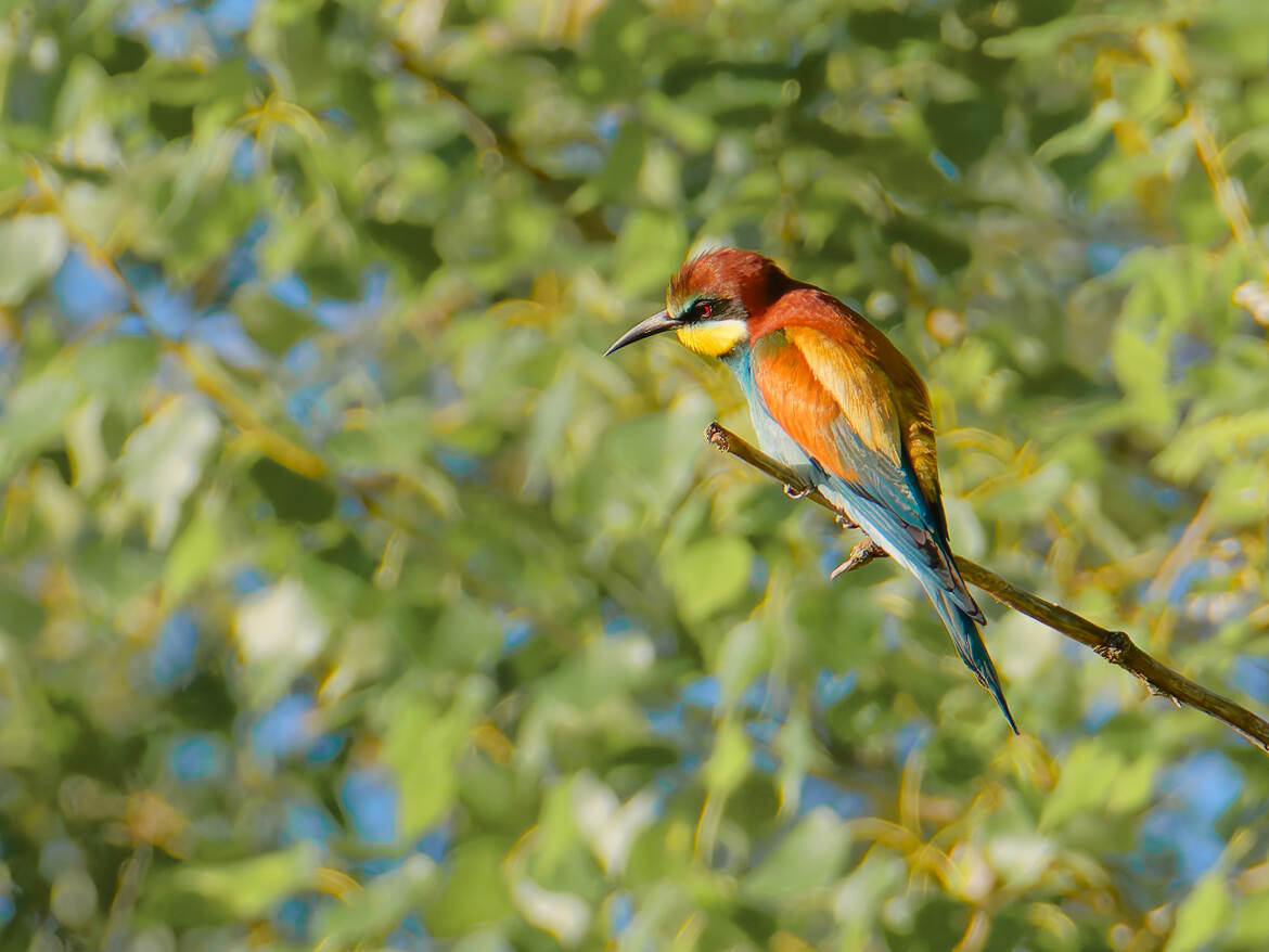C'est qui là tout en bas ?