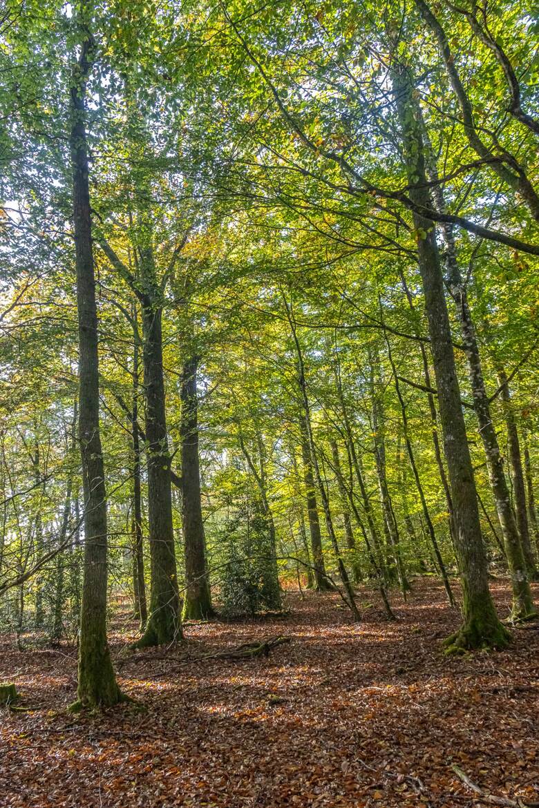 Promenons-nous dans les bois... (2)