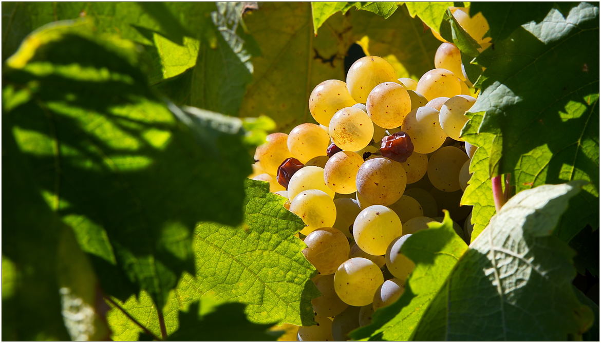 Les vendanges arrivent