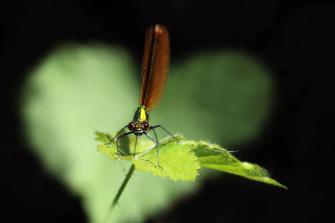 Le Regard D'une Demoiselle