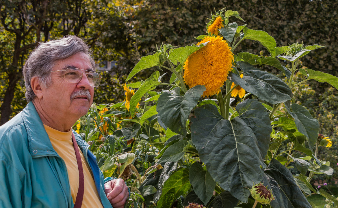 Tournesol double Helianthus annuus