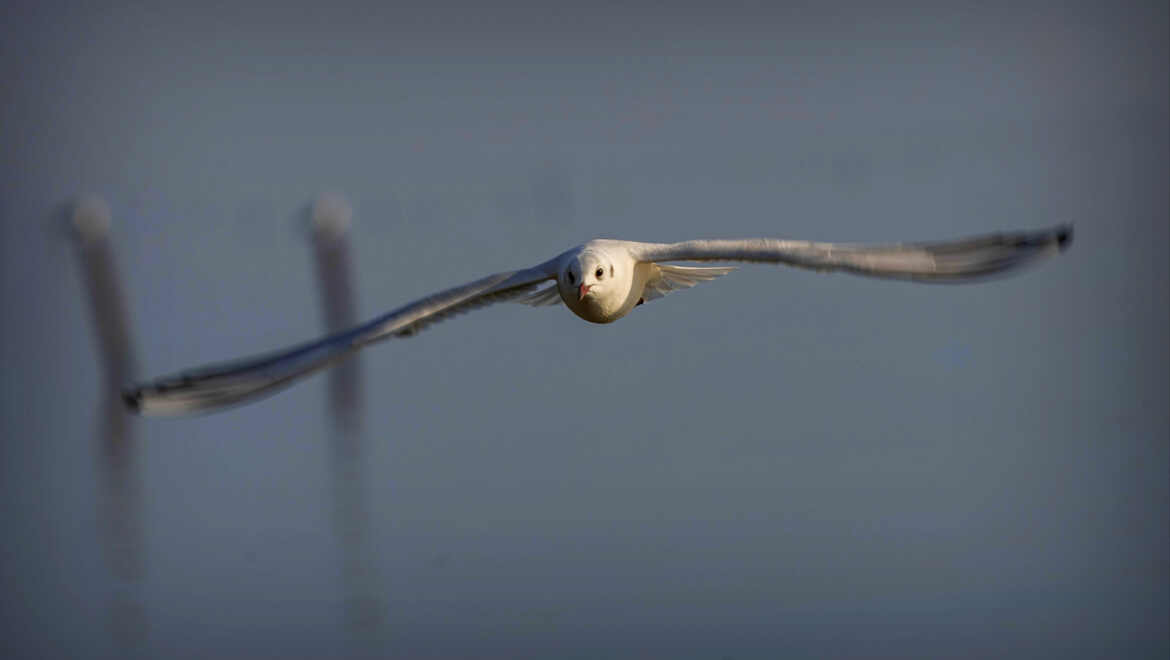 ça plane sur le Cap-Ferret