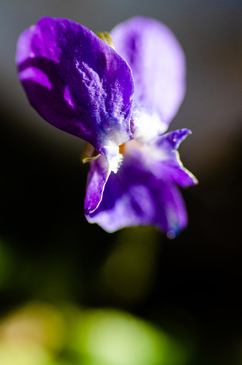 la violette de toulouse