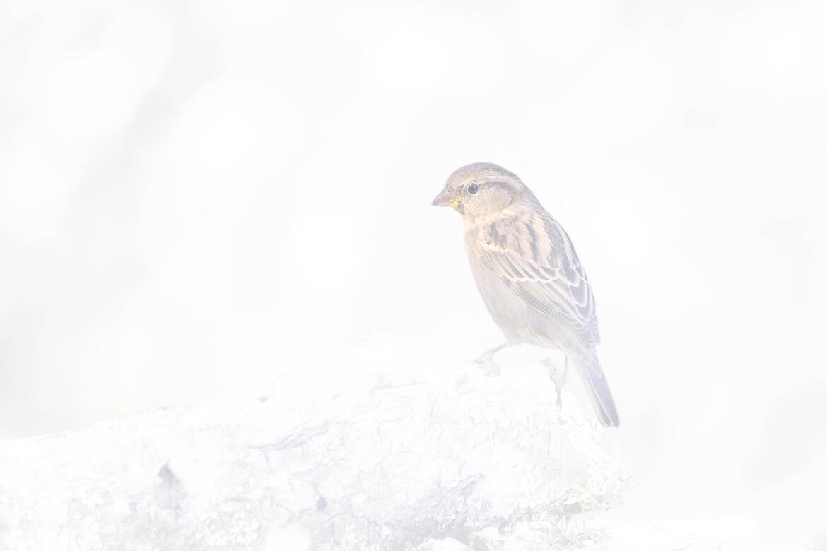 Lumière intérieure