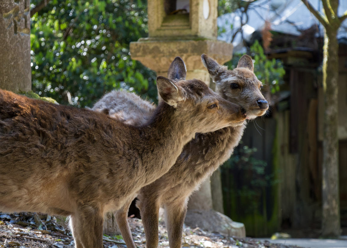 Les amantes de Nara