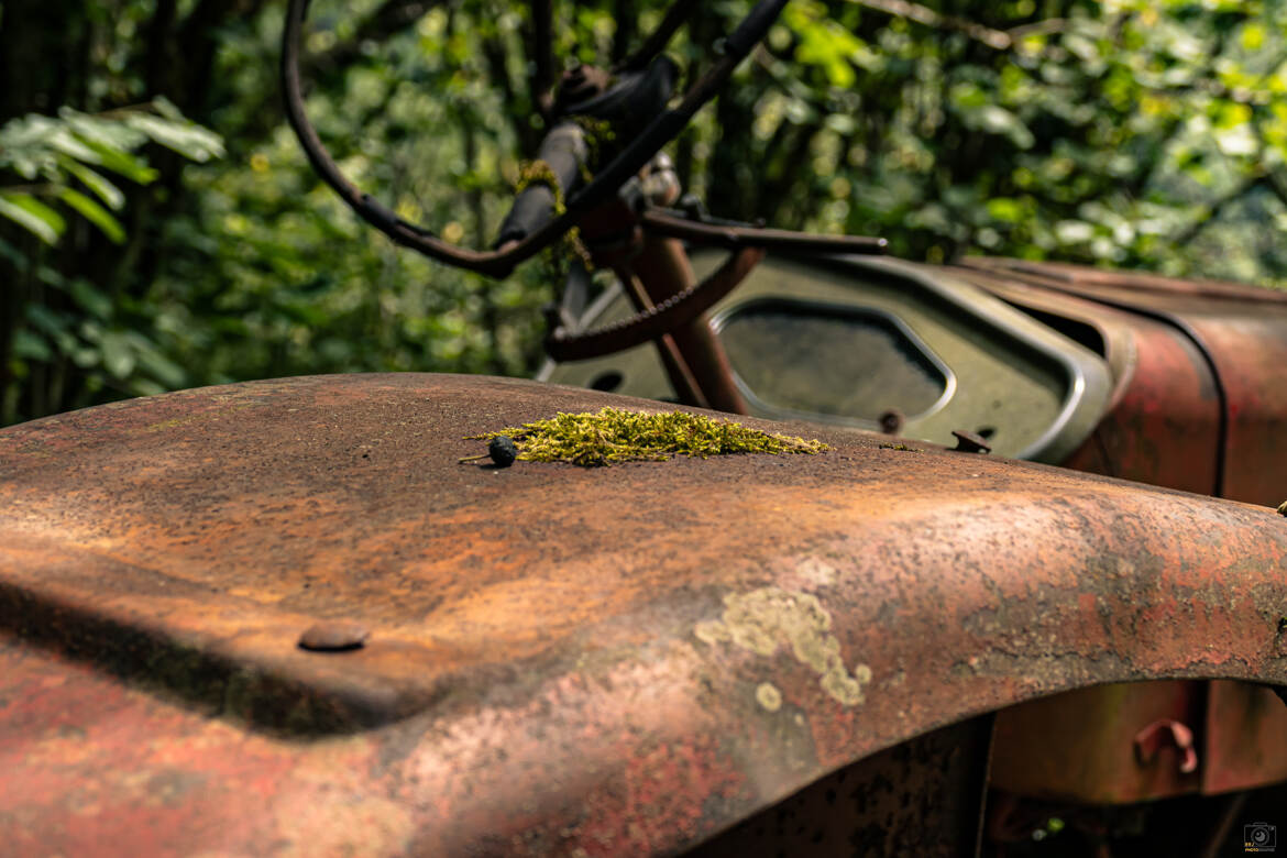 Abandonné en foret