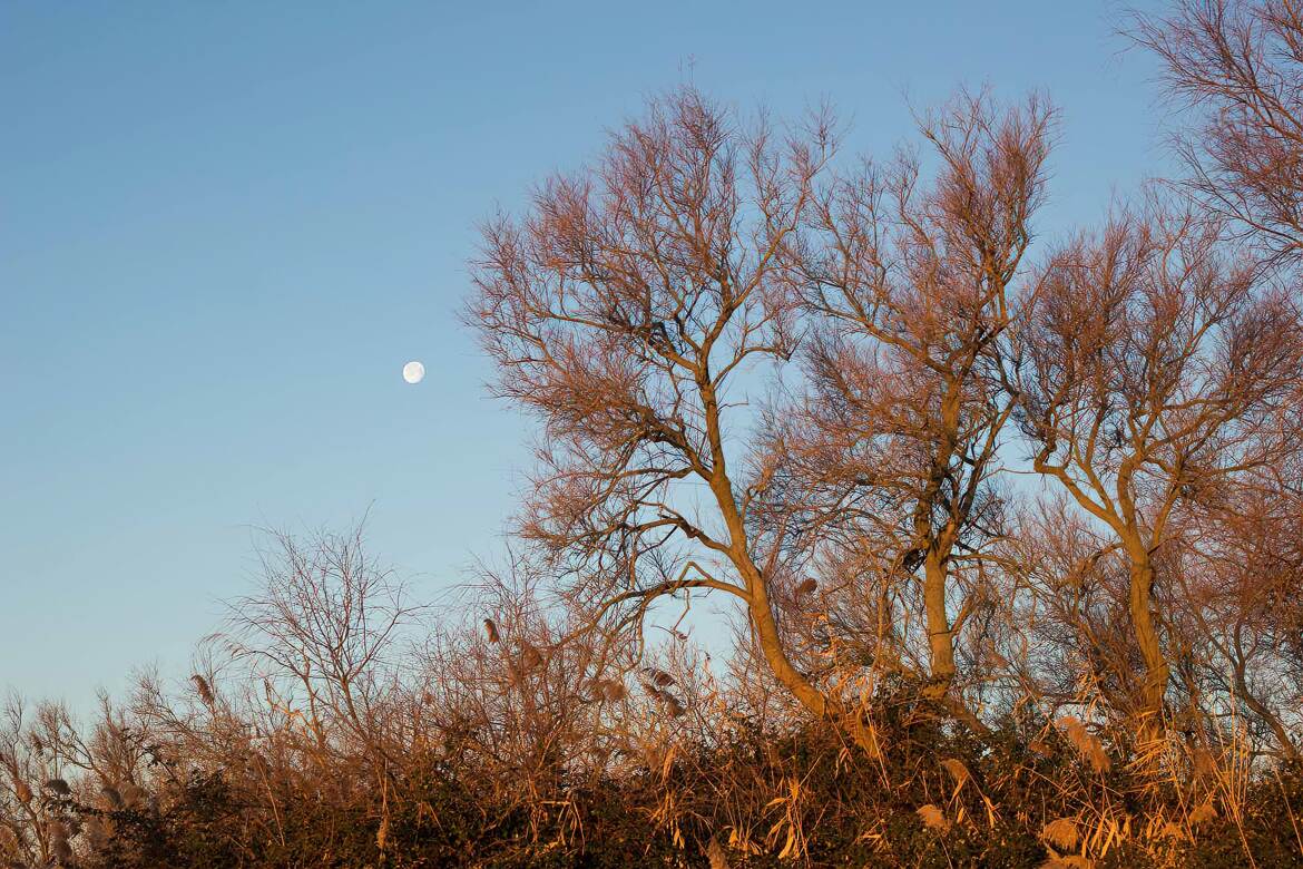 L'hiver camarguais