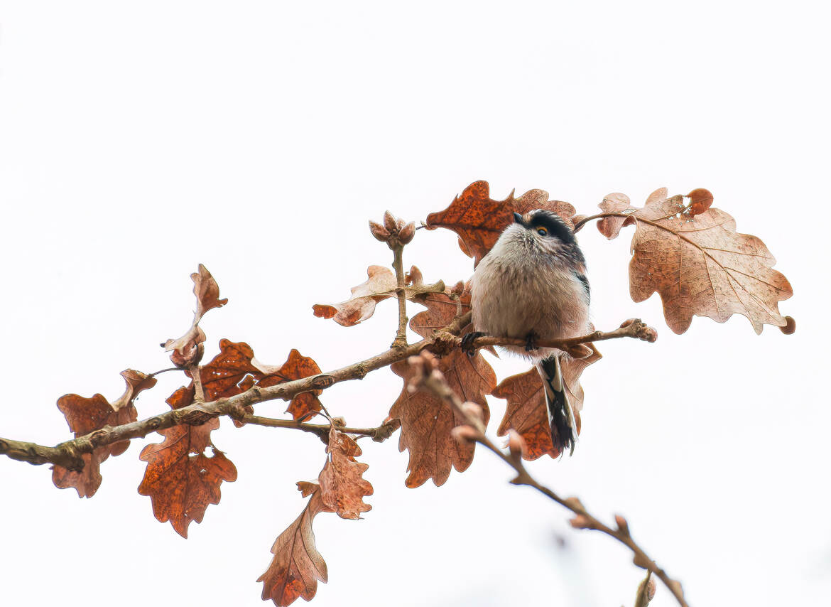 Boule de plumes