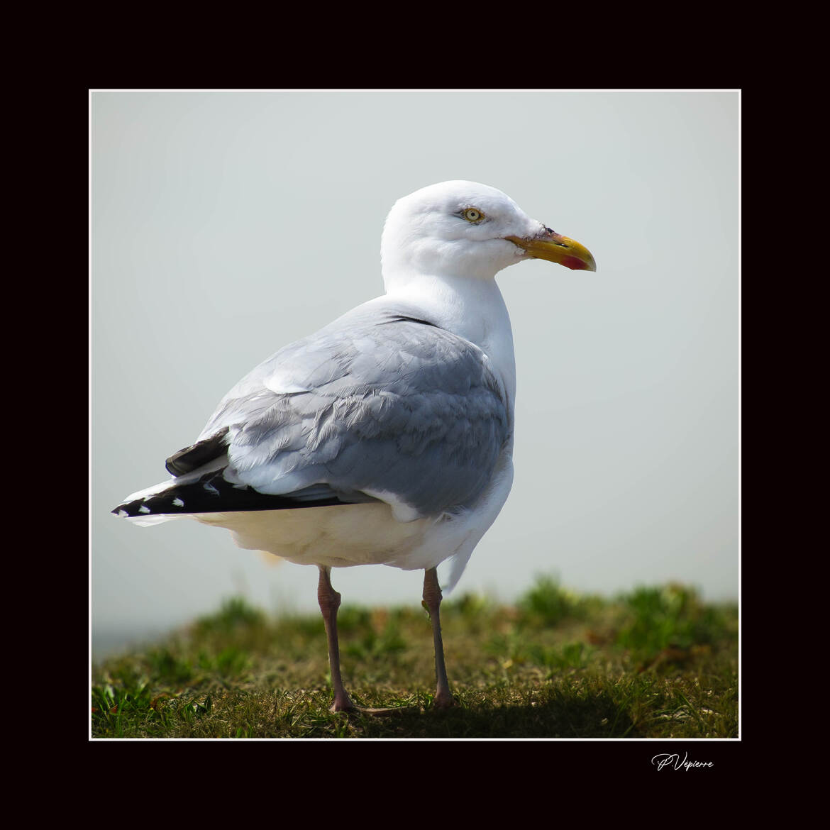 LA MOUETTE