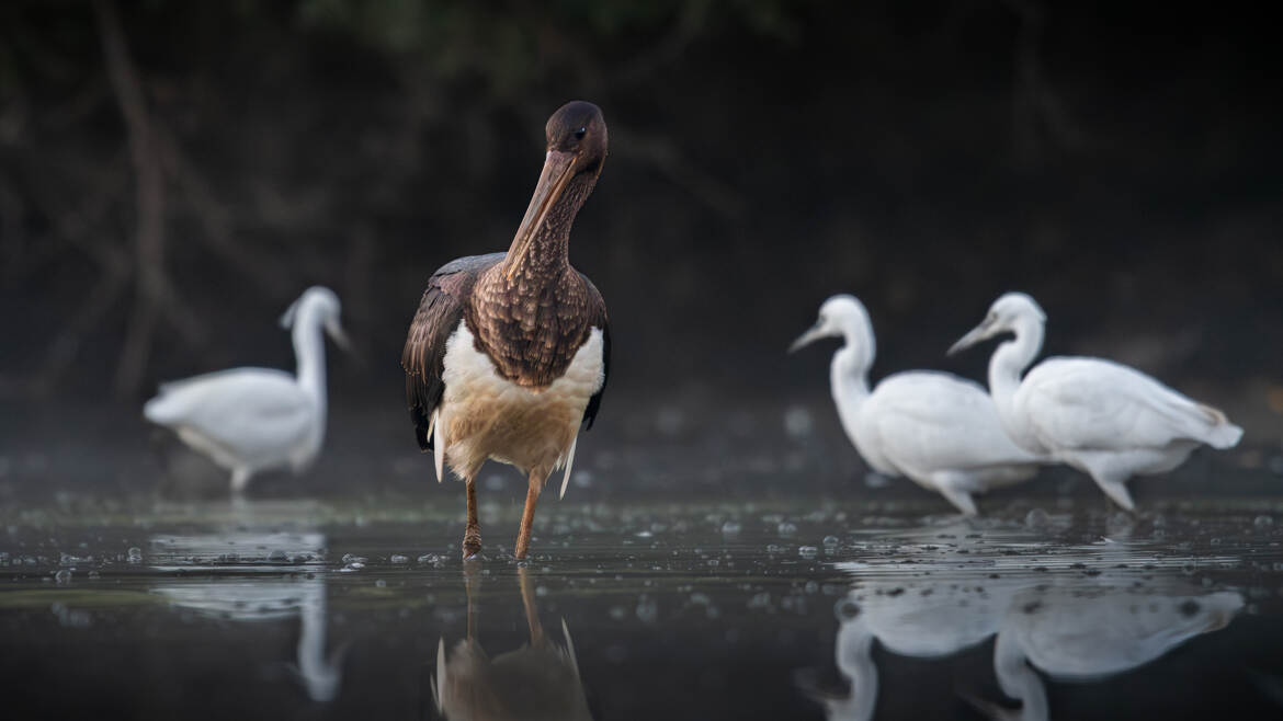 Cigogne noire