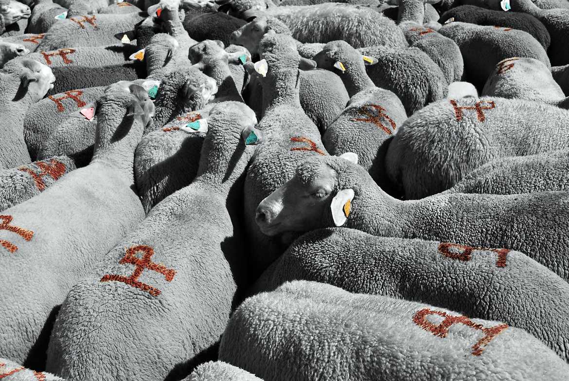 Tous des moutons....;-)