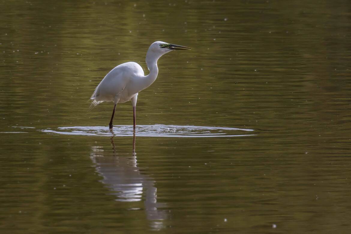 Le repas de l'aigrette