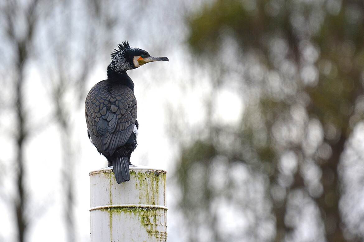 Le punk des bords de Seine