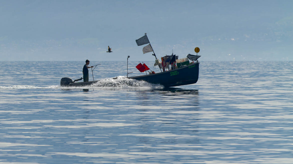 La mouette et le pêcheur