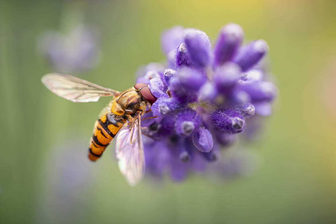 Pause nectar