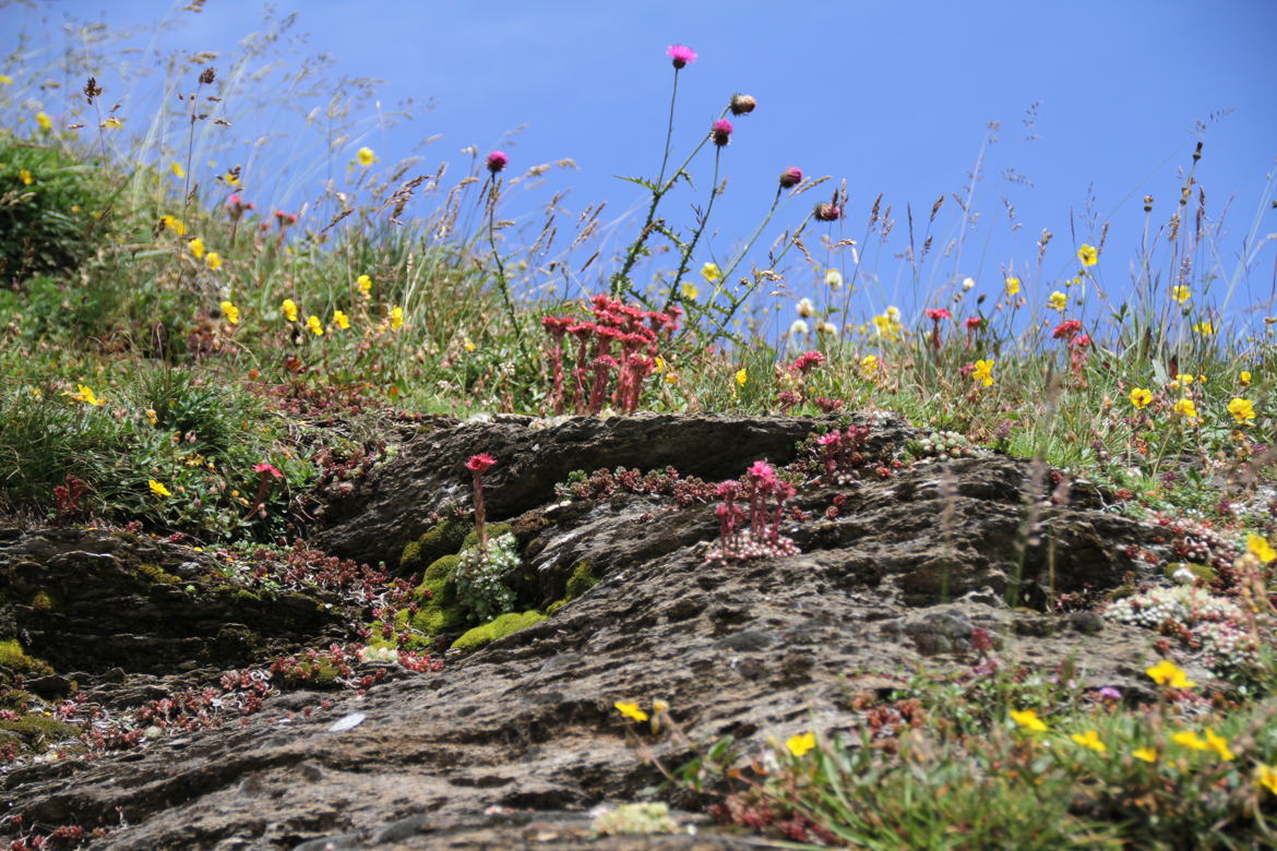 Prairie montagnarde