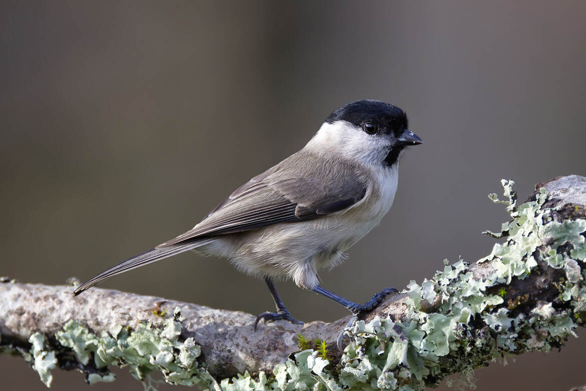 Sentinelle discrète