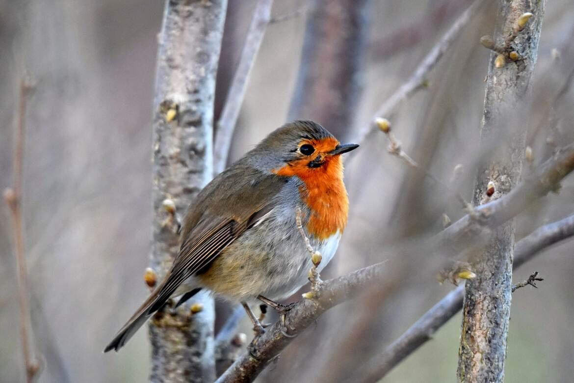 Au milieu des arbustes !
