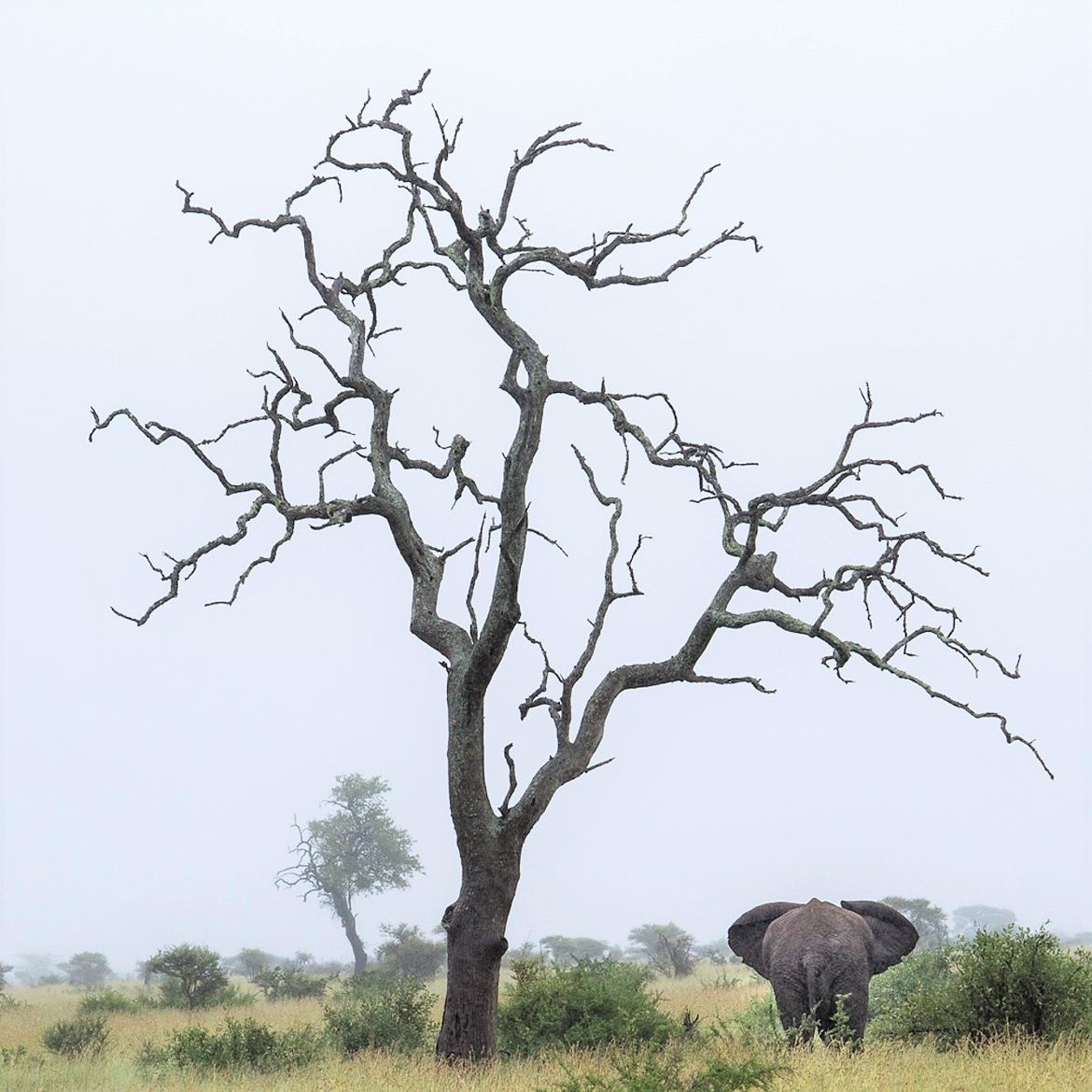 Deux géants africains