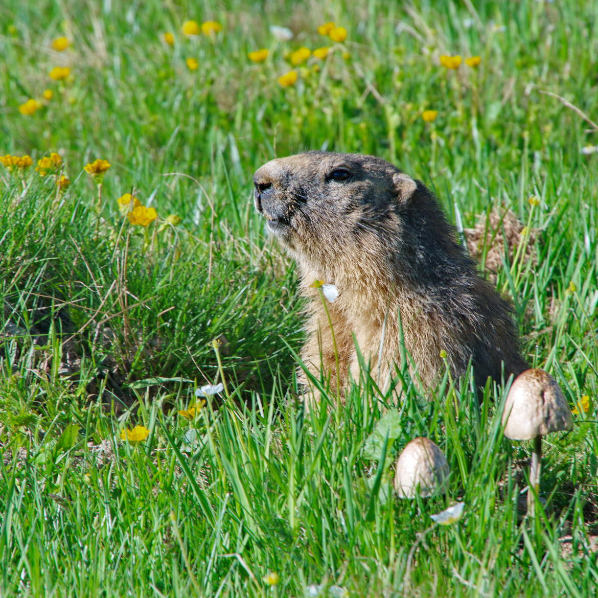 Marmotte et champignons